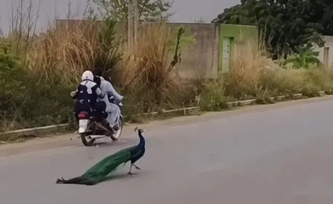 Peacock Plucking Incident Sparks Outrage: Humanity Hits New Low
