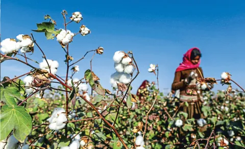Cotton sector gets ₹5,659 crore boost 32 lakh farmers to benefit13