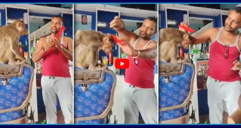 Monkey Came To Saloon Shop For Hiar Cutting Video Goes Viral