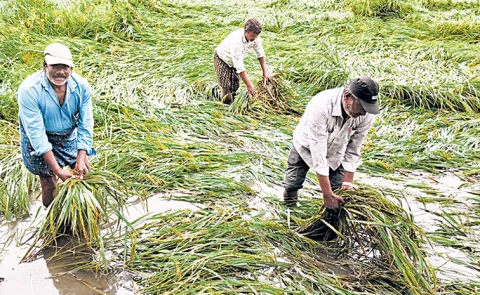 Cyclone Montha Crop Damage Compensation not yet been received in andhra pradesh