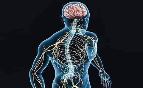 The Human Nervous System Travel Speed Of 400 Kilometers Per Hour.