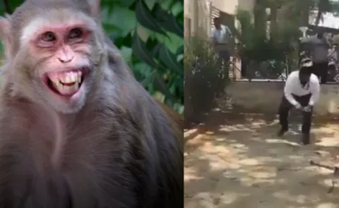 notes rain Rs 500 Monkey snatches bag in UP throws Rs 2 lakh cash in air