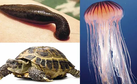 Surprising Facts About Turtles Octopuses And Jellyfish