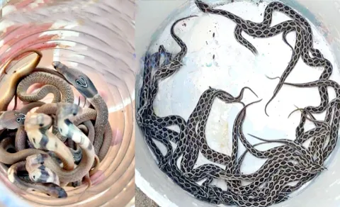 Snakes in Bengaluru City 