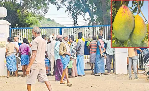 Mango farmers are deeply worried about not getting support price in the market