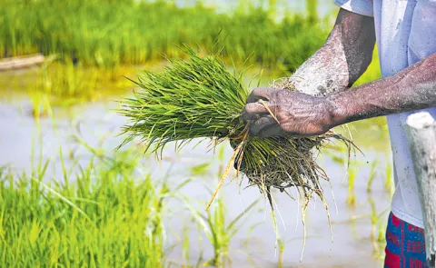 Agriculture Department prepares monsoon plan
