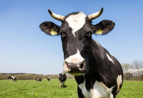 Brothers Carry 200 Kg Cow On Their Backs To Save Her Life