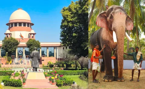 SC Orders Kerala Govt to Take Custody of States Tallest Elephant Raman