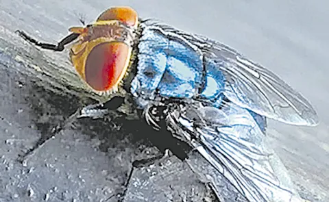 Screwworm fly detected in Texas