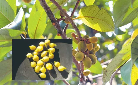 Sagubadi: Uses Of The Mahua Fruit
