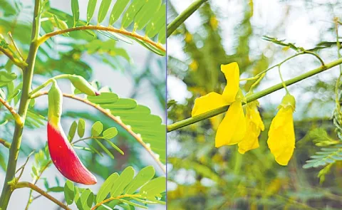 Sagubadi: Uses Of Manure Dhaincha In Every Season Its Cultivation