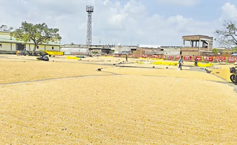Procurement of 14 lakh metric tonnes of maize: Telangana