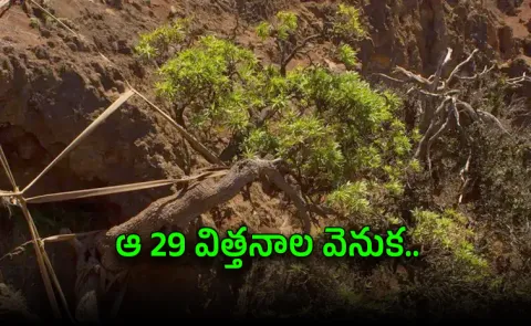The Last Survivor Scientists Race Against Time to Save Worlds Rarest Tree