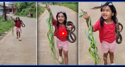 A Little Girl Palying With Snakes Video Goes Viral  1