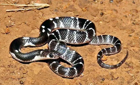 venomous snakes threaten farmers during kharif season