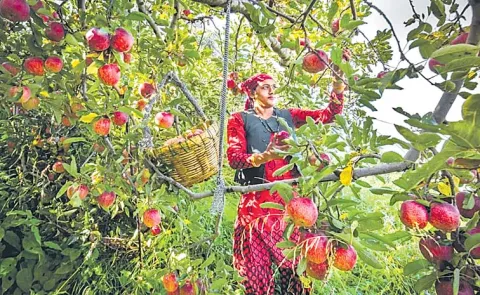 The Details Of Most Beautiful Apple Orchards Himachal Pradesh In India