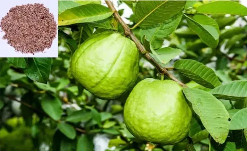 Health Tips: Guava seeds Have Surprising Nutritional Value