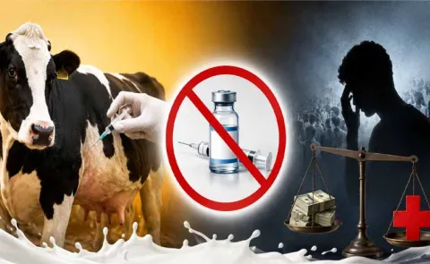 Banned injection for cattle to make them give milk faster