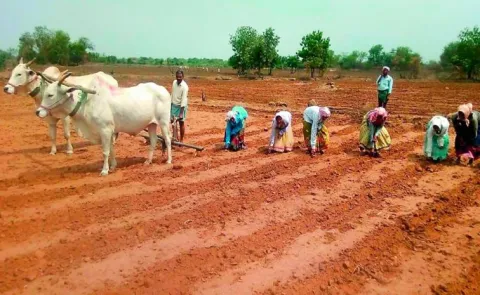 El Nino Threat Looms Over Kharif 202614