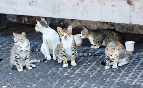 Hundreds of cats stolen for food in Vietnam rescued by police13