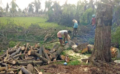 Explanation of Tree Felling and Transit Guidelines