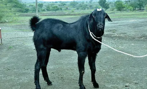 FIR Registered Against Barbaric Siddipet Goat Sacrifice