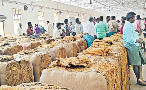 Tobacco prices falling day by day