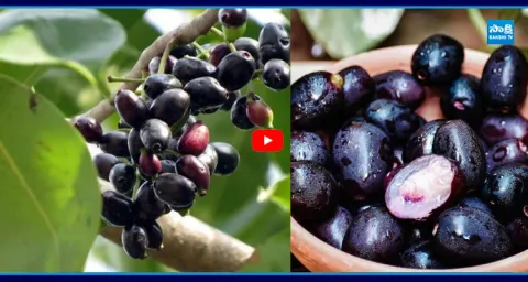 Unbelievable Truths Revealed by Jamun Tree 1