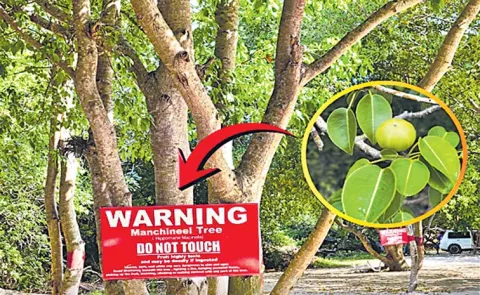 Fascinating Facts About The Caribbean Beach Death Apple Tree Found In Florida Forests