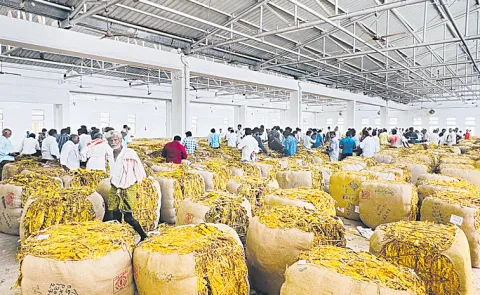 Tobacco prices crash following Chandrababu naidu announcement