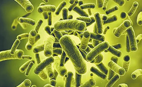 Krishna, Godavari rivers contaminated with coliform bacteria