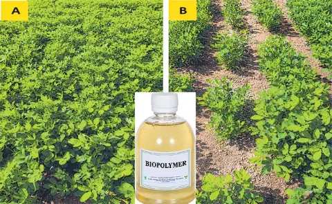 Higher Yield With Bio Seed Coating Sagubadi Agriculture