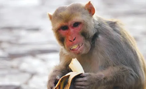 Monkey Develops a Taste for Meat, Steals Chicken and Mutton from Homes