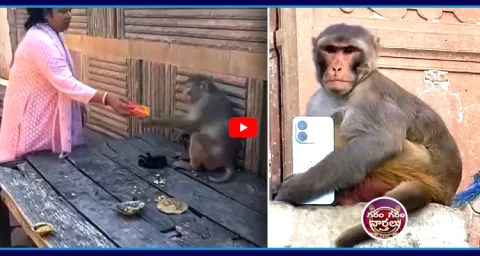Garam Garam Varthalu On Monkey Viral Video 1
