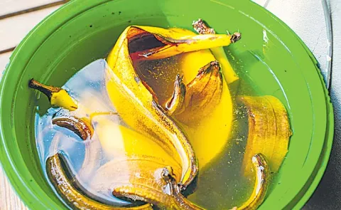 All In One Liquid Fertilizer