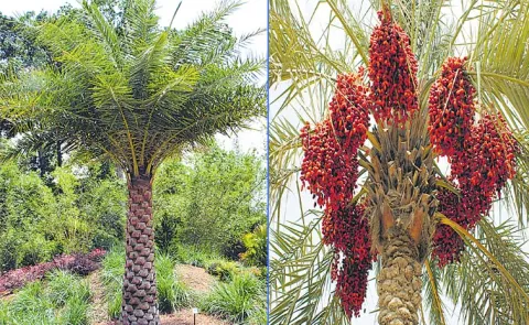 Silver Date Palm Cultivation Method