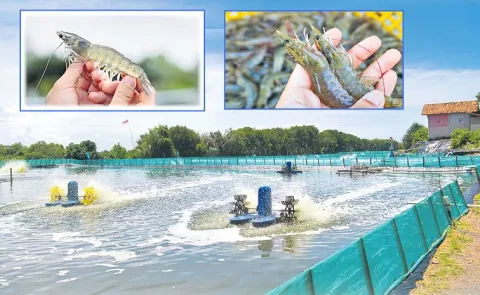 Shrimp Farming Method Using Scientific Management