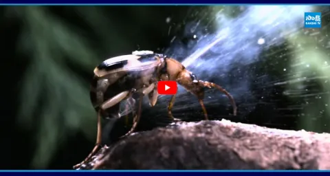 Acid Beetle In Godavari District 1