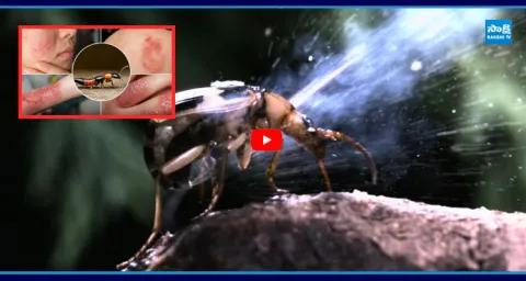 Acid Beetle In Godavari District 1