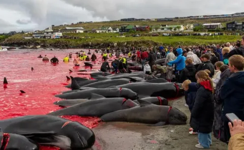 Over 700 Whales Dolphins Slaughtered