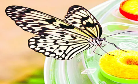 Amazing Facts About Butterflies