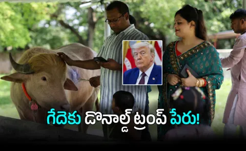 Albino Cow With Donald Trump Hair Becomes Viral Sensation in Bangladesh Zoo