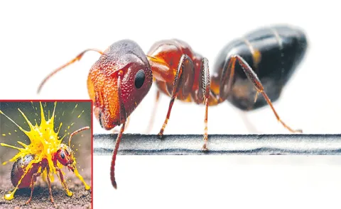 Cephalotes ants use their flattened heads as doors to lock down their nests