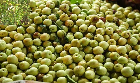 Sagubadi: Health Tips: What Is Jujube Fruit Nutrition Benefits and Uses