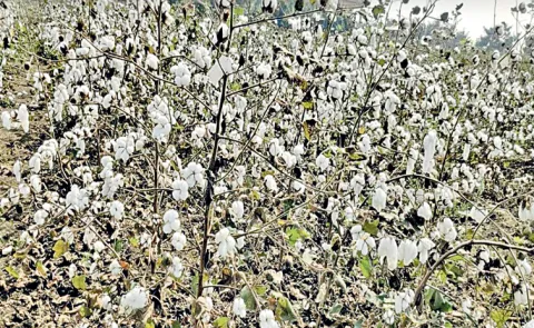 Aditya BG-2 Cotton Seeds Hit the Marke: Andhra Pradesh