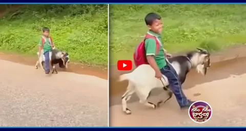 Viral Video Of Boy Going To School On Goat 1