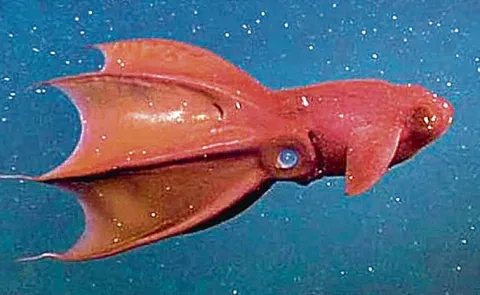 The Dea Dwelling Vacuum Cleaner Creature Is Vampire