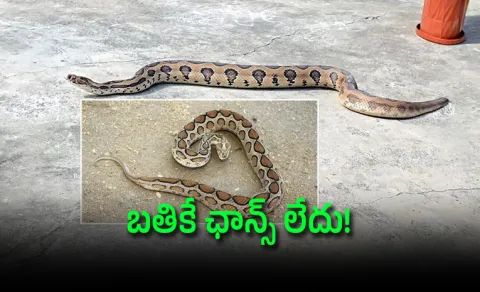most dangerous Russell viper snake