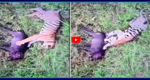 Shocking Video Tiger Playing With Piglet  1