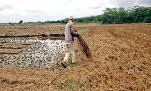 Paddy Stubble Fires Turn Deadly: Farmers Pay the Ultimate Price